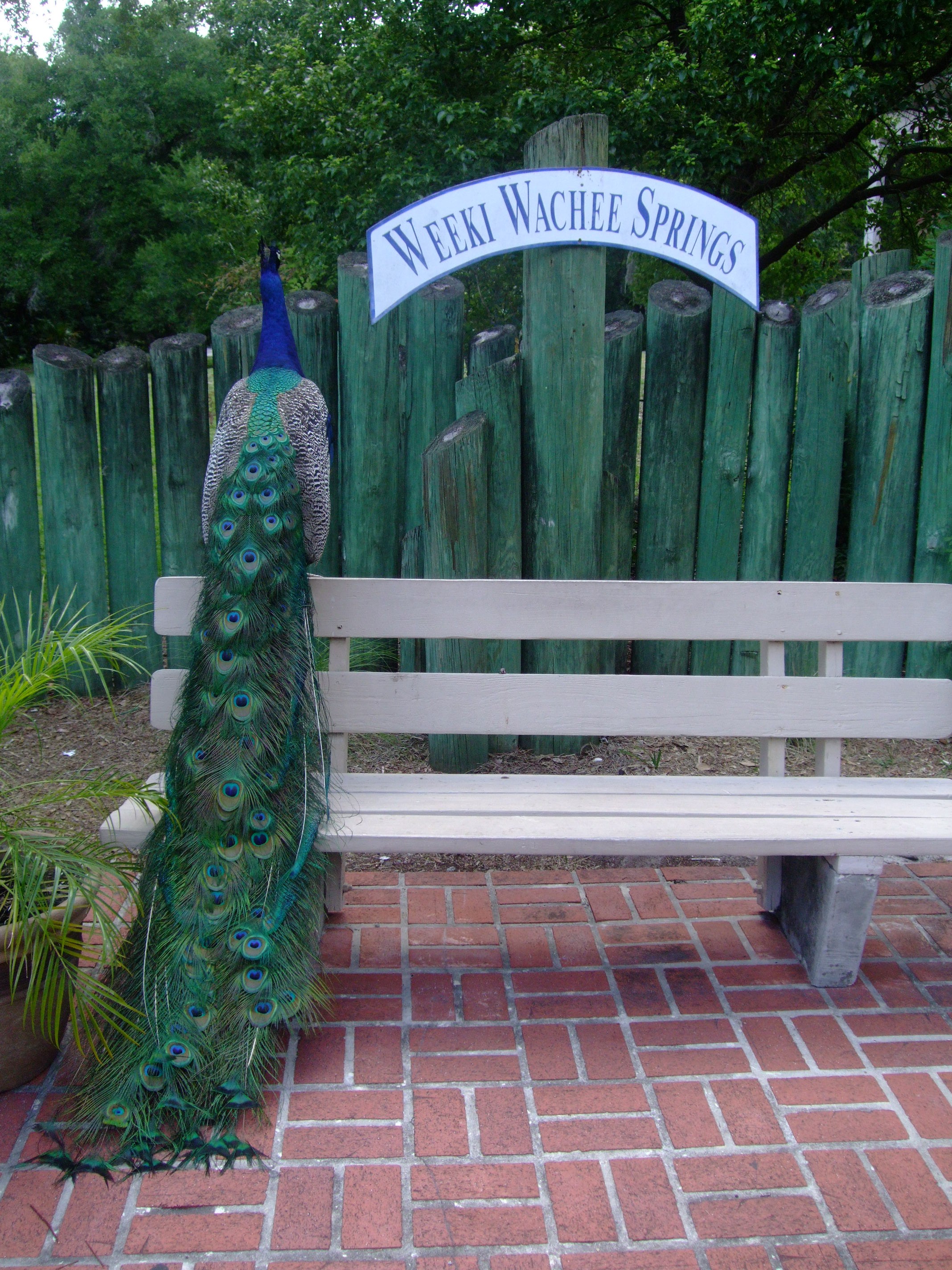 weeki wachee springs weeki wachee springs