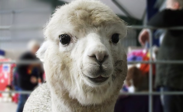 alpaca