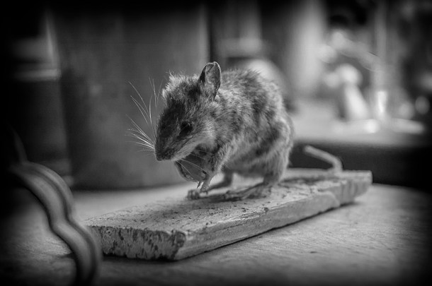 national trust taxidermy mouse